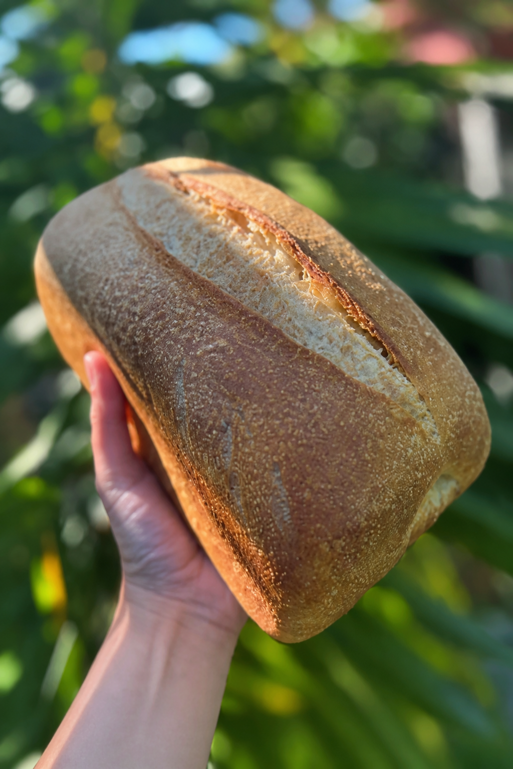 Fresh seeded sourdough sandwich bread loaf outdoors
